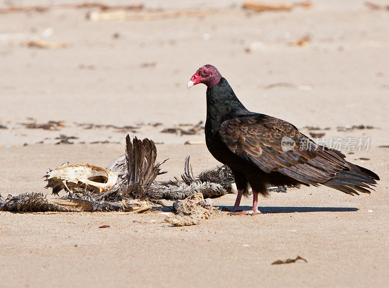 在海滩上觅食的土耳其秃鹫