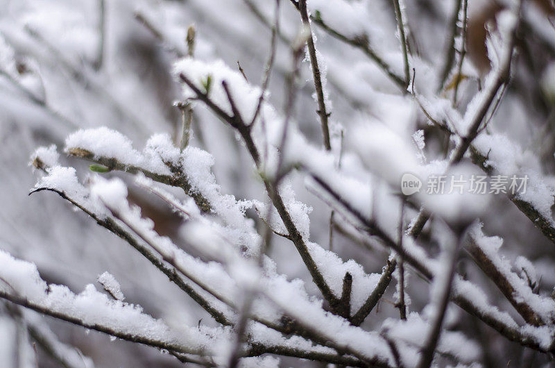 冰雪覆盖的冬季树木