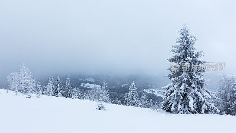 冬天的风景有雪冷杉树