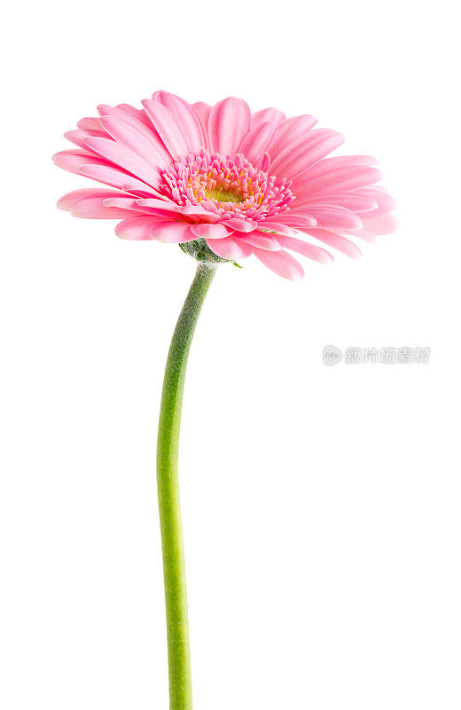 粉红雏菊(剪接路径)