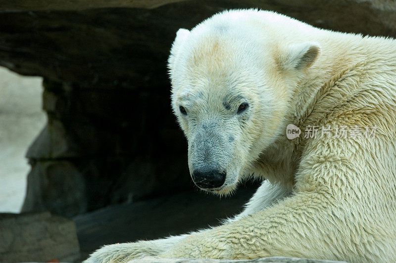 悲伤的北极熊