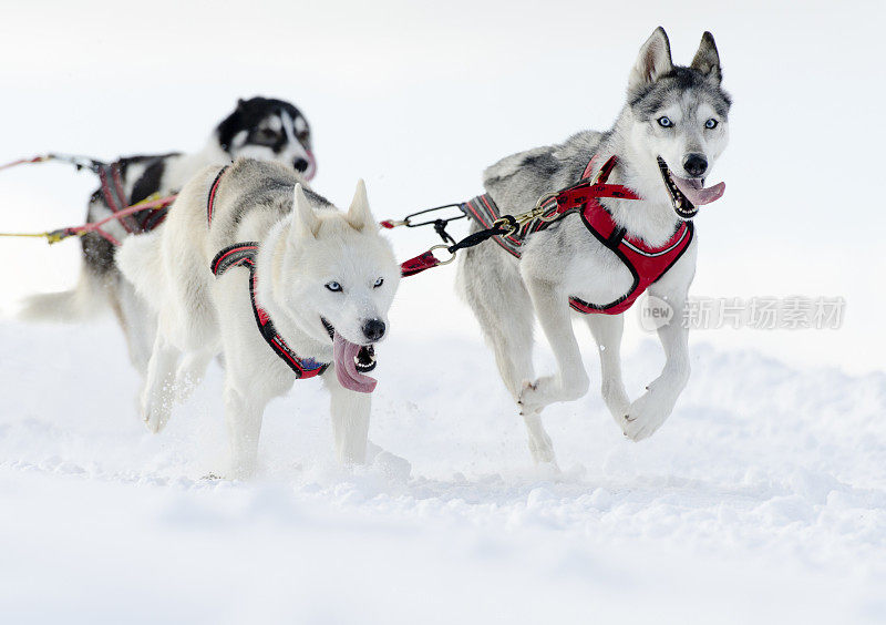 一群在雪中奔跑的哈士奇雪橇犬