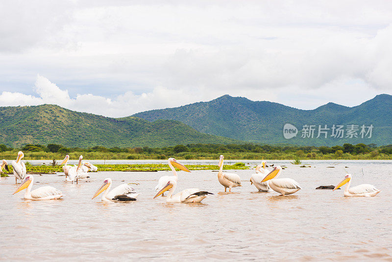 Chamo鹈鹕