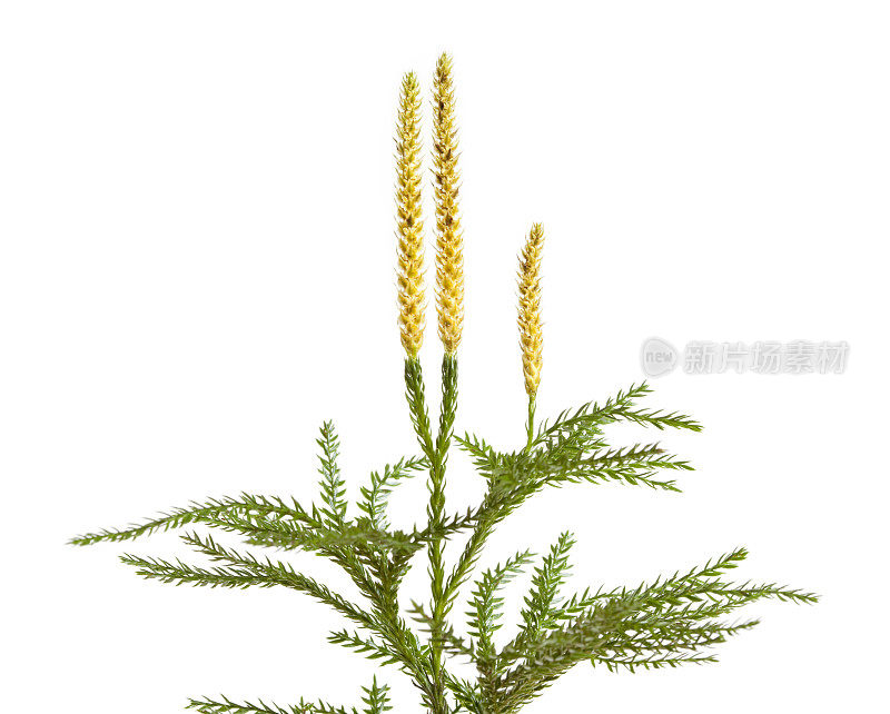 暗黑Lycopodium(稀有俱乐部)