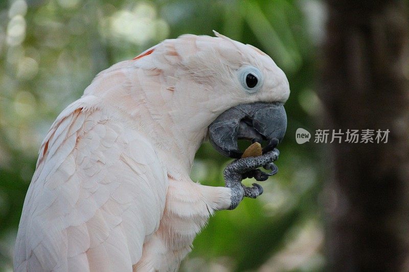 白凤头鹦鹉喂食