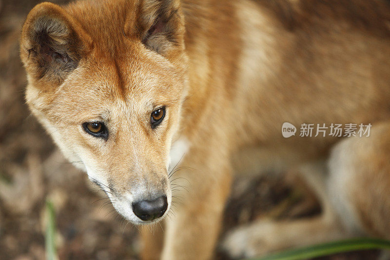 澳洲野犬