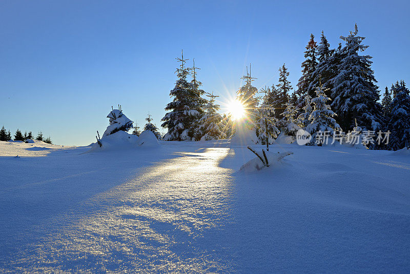 阳光照耀的冬季景观在日出，云杉覆盖的雪