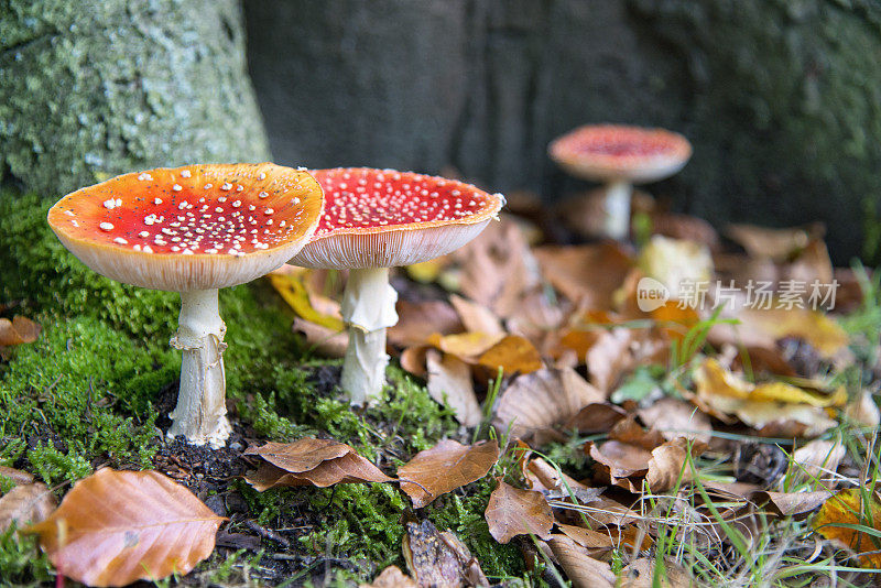 低角度视图的蘑菇在森林，树根之间