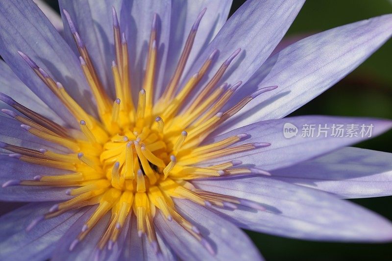 紫莲花花特写