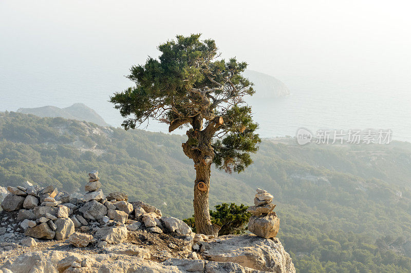 悬崖边的一棵树，俯瞰大海