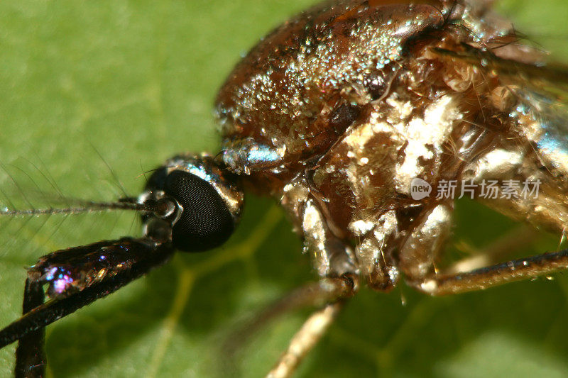 沼泽地蚊子(宏观)