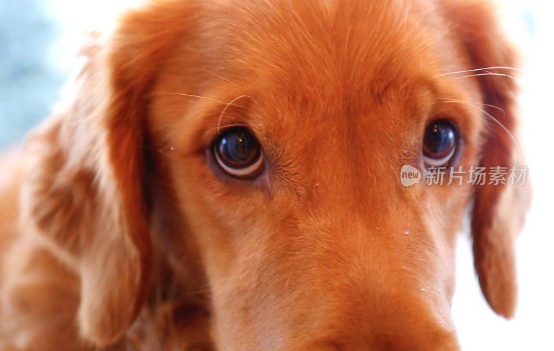 金毛猎犬的眼睛的特写