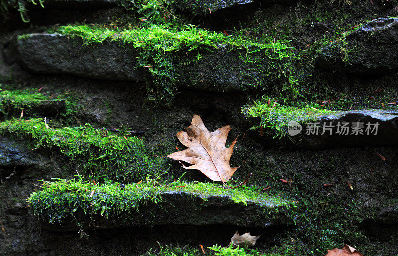 苔藓上的橡树叶