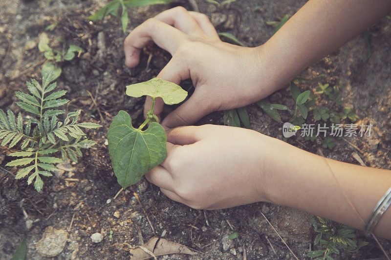 女孩在花园里种植物