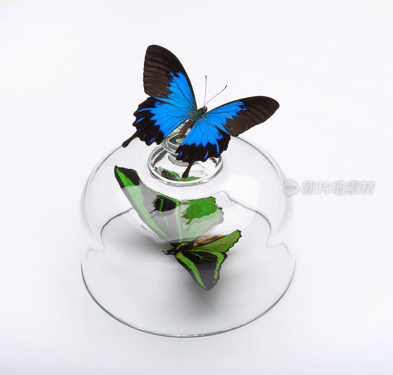 自由与被困的概念与蝴蝶和玻璃圆顶