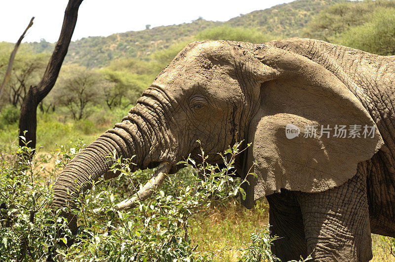 大象吃灌木