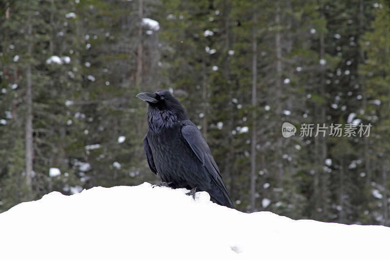 冬天的乌鸦