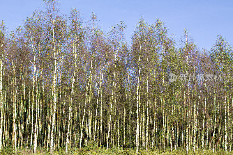荷兰风景:桦树林