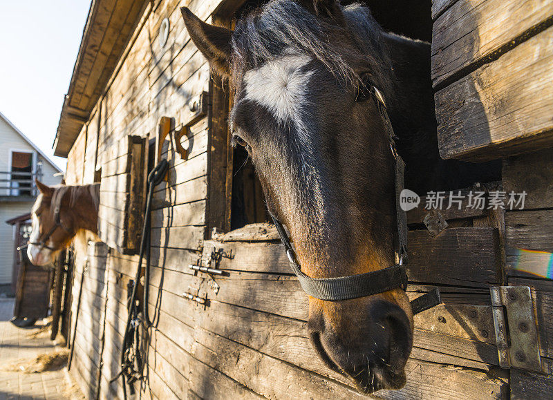 马对着镜头。特写视图