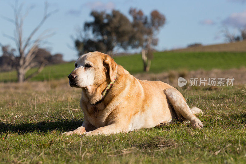 忠实的老拉布拉多犬在澳大利亚的乡村阳光下晒太阳