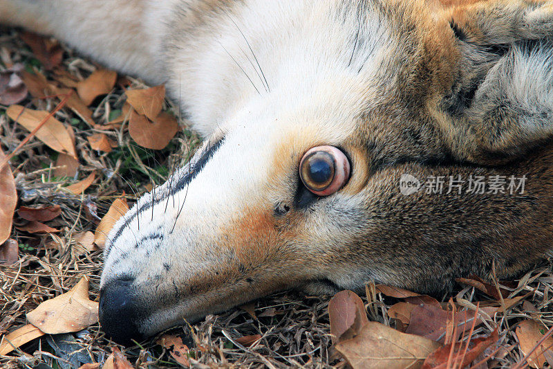 死去的狼