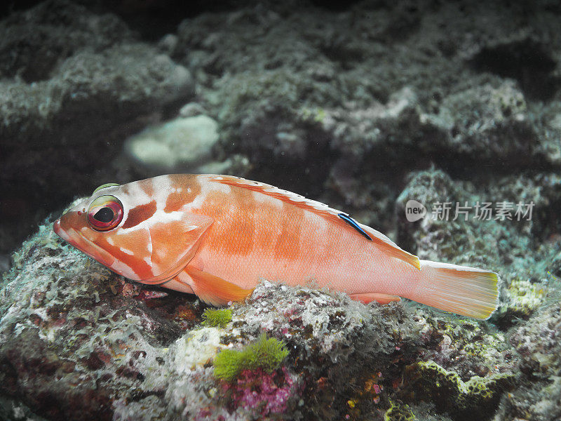 泰国普吉岛斯密兰群岛珊瑚礁的棘鱼科