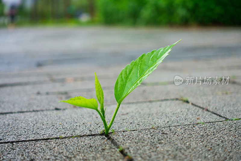 穿透地面生长的植物