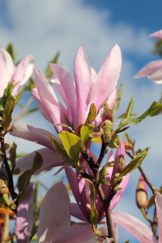 郁金香树(木兰soulangeana)粉红色的花