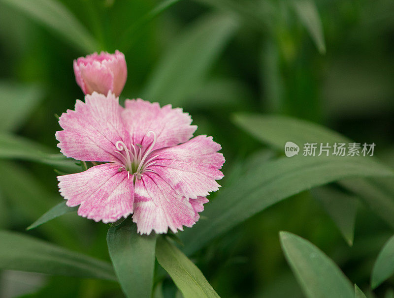 花浸粉开花