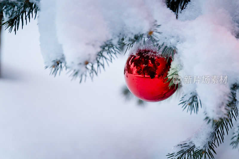 鲜红的装饰品挂在白雪覆盖的圣诞树上