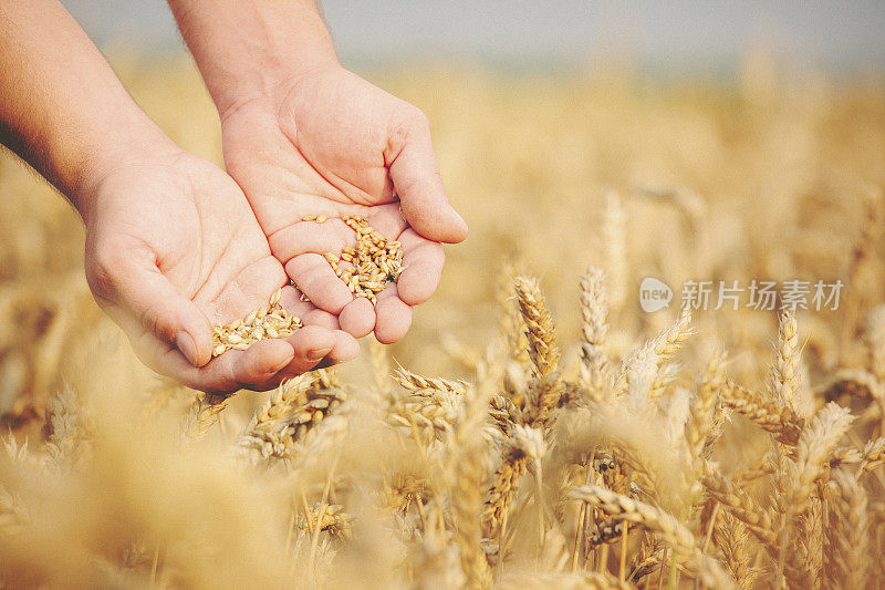 手捧着小麦种子