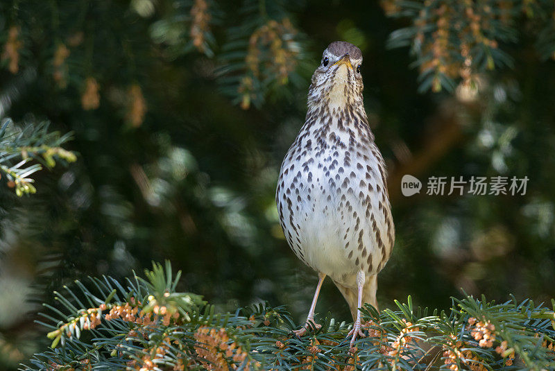 栖息在针叶树上的画眉