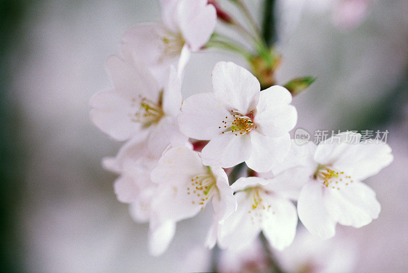 樱花的特写