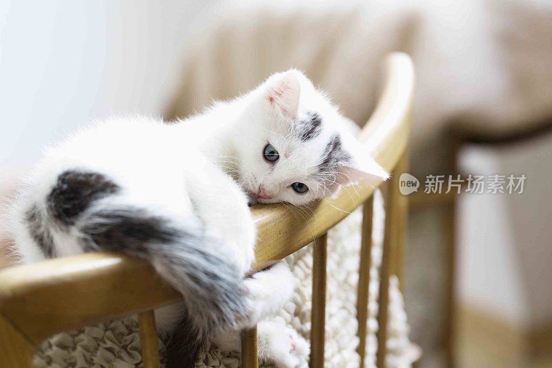 白色的小猫