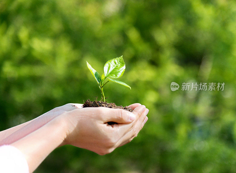 女人手里拿着一株小植物