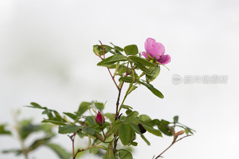 粉红色的花映衬着灰色的天空