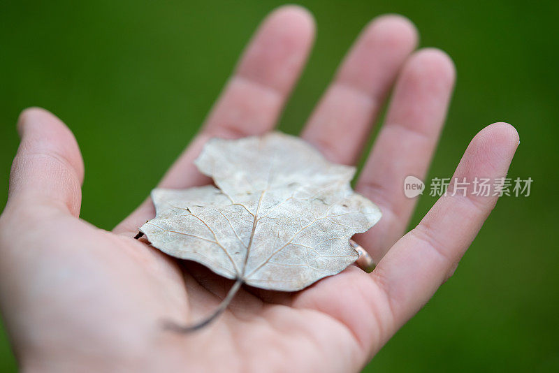 手中握着干叶