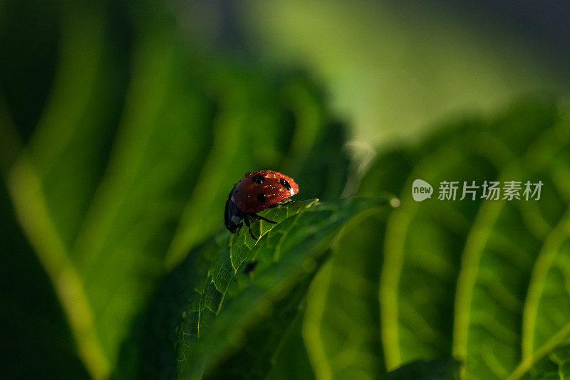 瓢虫在叶