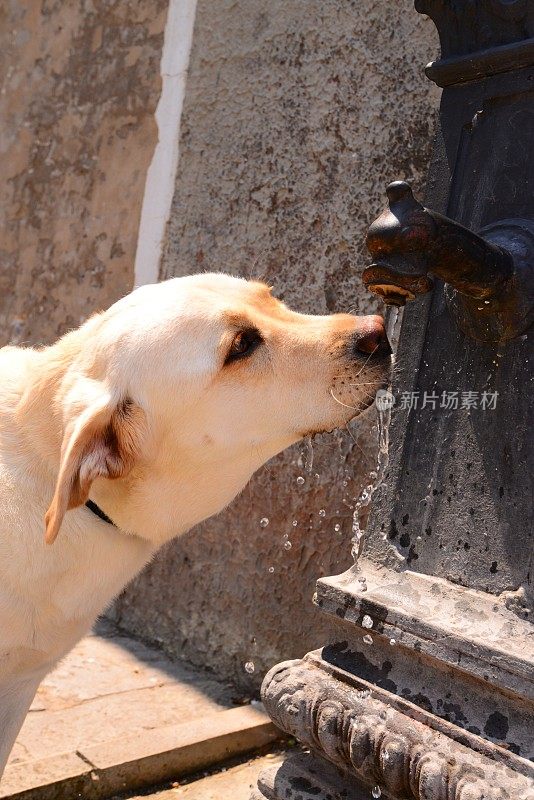 口渴的拉布拉多寻回犬