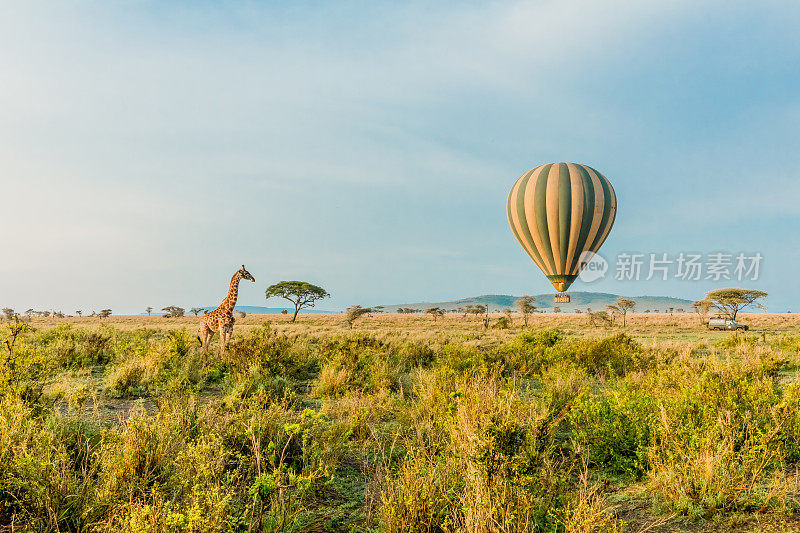长颈鹿在看热气球