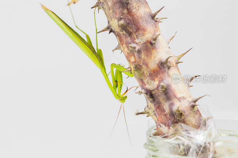绿蚱蜢，侧视图，挂在荆棘树冠上的树枝上，孤立在白色的背景上。