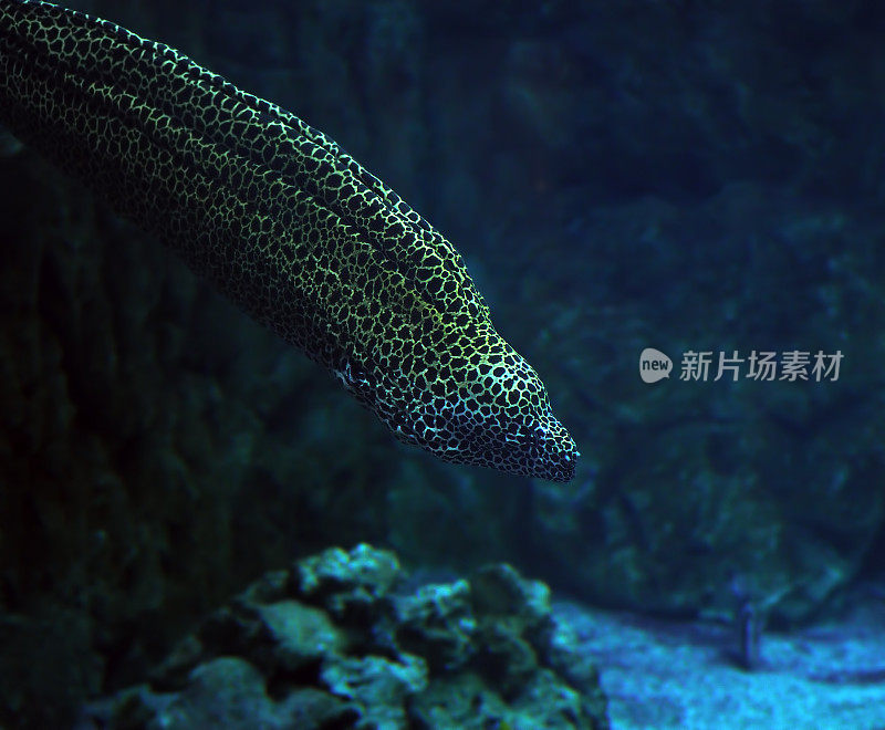 穆伦纳斑点海蛇在深蓝色的海洋附近的珊瑚近距离