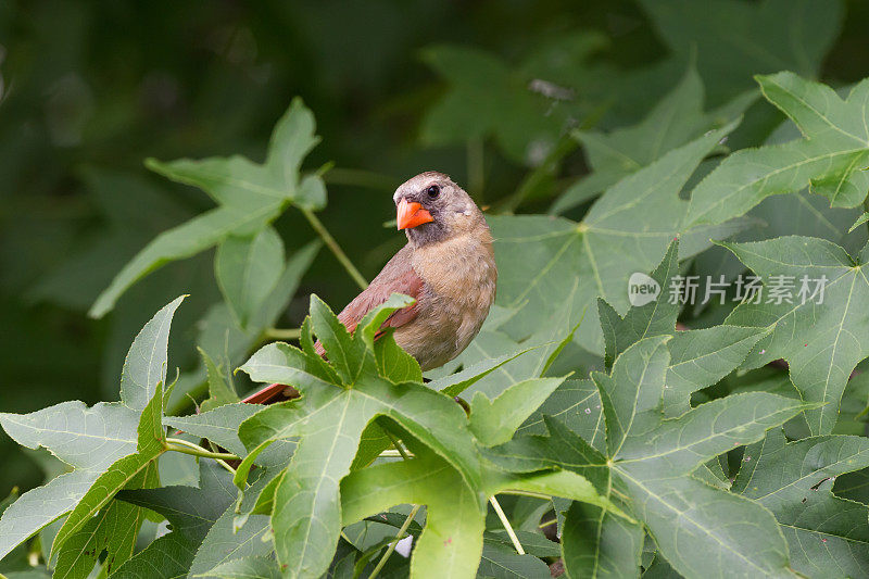 女性北部红衣主教