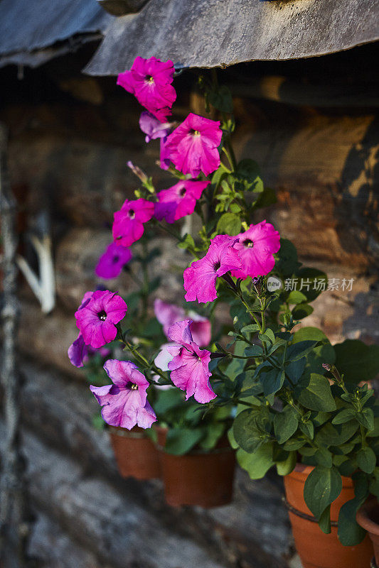 日落时分，木墙上的花盆里盛开着粉红色的牵牛花