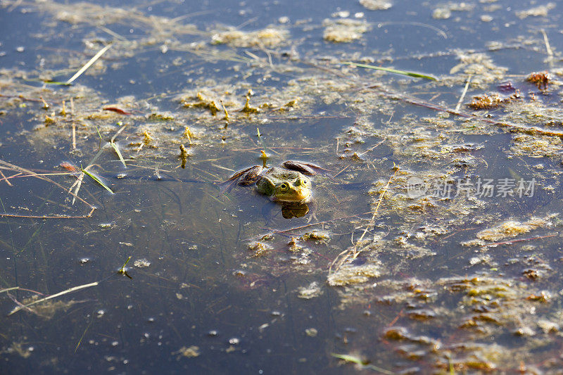 沼泽和青蛙