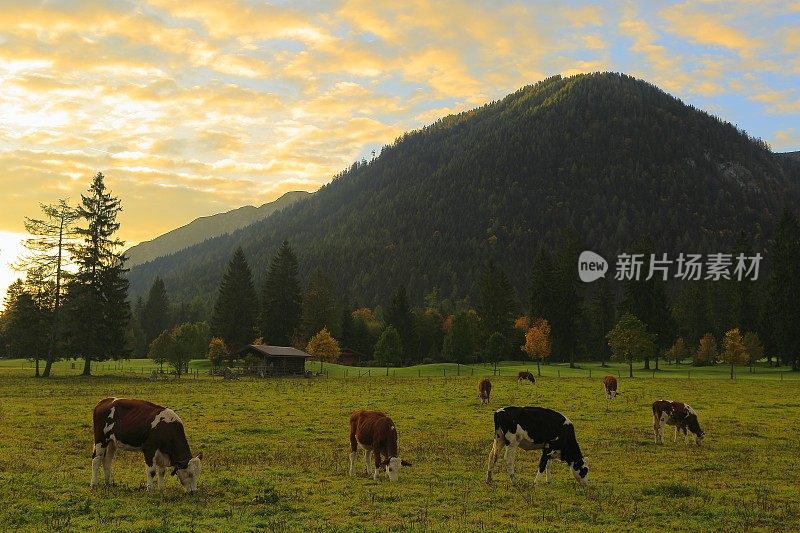 奶牛畜牧业在阿尔卑斯景观附近的卡文德尔山脉和巴伐利亚阿尔卑斯山在德国-雄伟的高山景观在金色的秋天，戏剧性的蒂罗尔山全景和田园式的蒂罗尔草地，奥地利