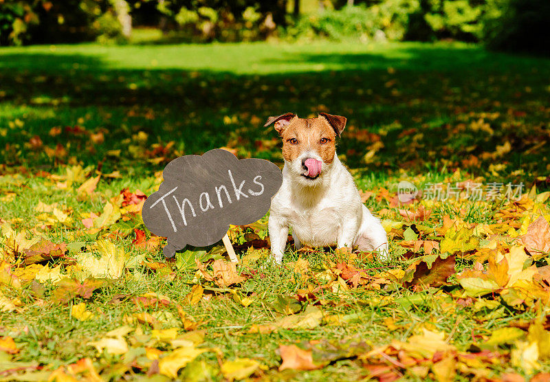 感恩节的概念与狗在秋天的叶子和盘子上的“谢谢”字