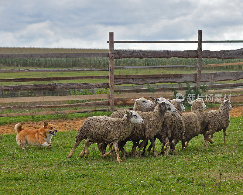 牧羊犬训练