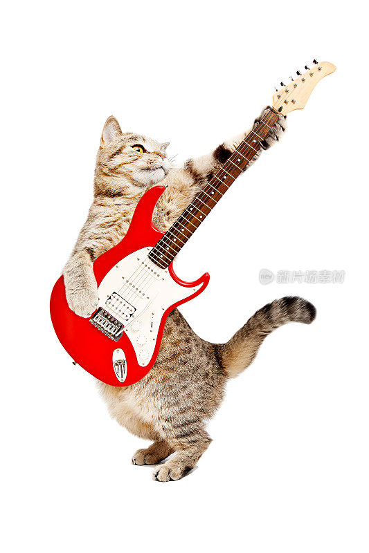 猫苏格兰直弹电吉他