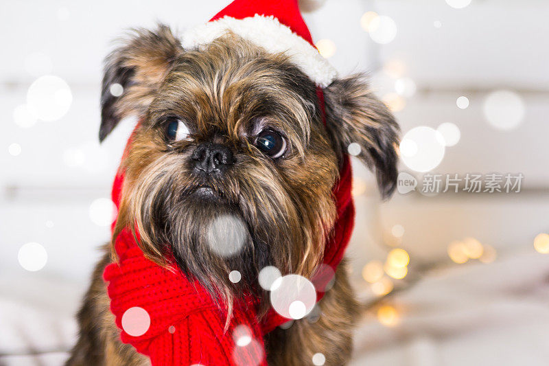 石祖狗戴着圣诞老人的帽子。狗年的概念